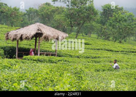 MALANG, INDONÉSIE - 28 avril 2019 : plantation de thé Lawang (kebun teh lawang), Malang, Java-est Banque D'Images