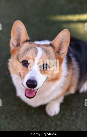 Chien Corgi gallois de Pembroke assis dans l'herbe Banque D'Images