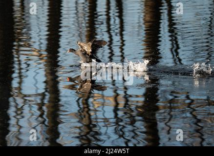 Un moorhen commun qui s'enorsque d'un lac dans une forêt Banque D'Images