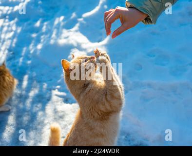 Les chats sans-abri imploront de la nourriture en hiver. Problème des animaux sans abri, isolés et abandonnés. Problème des animaux isolés, concept d'abri pour chats Banque D'Images