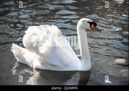 Blanc neige Mute Swan, Cygnus olor nage dans le lac. Les cygnes sont très gracieux et beaux oiseaux monogames. Cygne blanc nageant sur le lac Banque D'Images