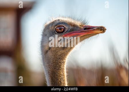 Photo d'un autruche regardant la caméra. Gros plan de la tête d'autruche sur le devant montrant ses grands yeux et bec. Autruche tête frontale en environnement naturel. Banque D'Images