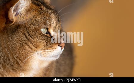 Belle image de chat de jungle Felis Chaux également appelé chat de roseau et chat de marais. Gros chat brun gros vers le haut. Gros plan Banque D'Images