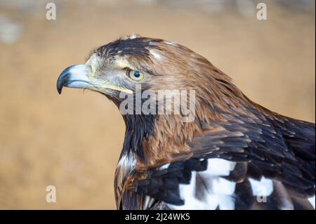 gros plan sur eagle head. Aigle steppé. Aigle steppé, Aquila nipalensis est un grand oiseau de proie de la famille des Accipitridae. Jeune homme Banque D'Images