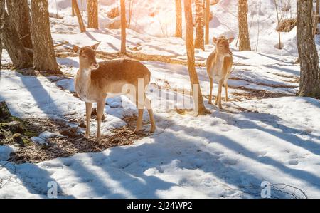 doe se repose sur l'herbe sèche dans la forêt, dans l'habitat naturel. Doe ou Doe européenne Dama dama dama moyenne-taille cerf commun en Europe. Temps d'hiver Banque D'Images