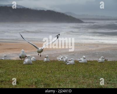 Troupeau d'oiseaux, mouettes assis blottis sur le promontoire par temps venteux, devant une plage humide de sable salé et brumeux et la mer derrière, Australie Banque D'Images