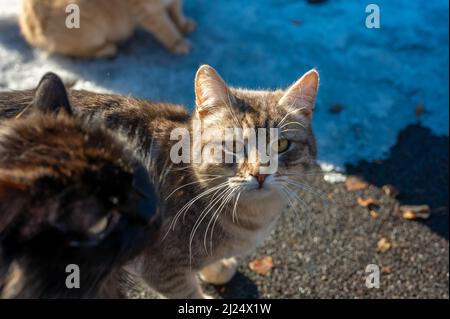Les chats errants sans-abri implorer pour de la nourriture en hiver. Le problème des sans-abri, des animaux isolés et abandonnés. Le concept d'abri pour les chats isolés. Le problème des animaux isolés Banque D'Images