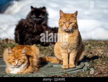 Les chats errants sans-abri implorer pour de la nourriture en hiver. Le problème des sans-abri, des animaux isolés et abandonnés. Le concept d'abri pour les chats isolés. Le problème des animaux isolés Banque D'Images