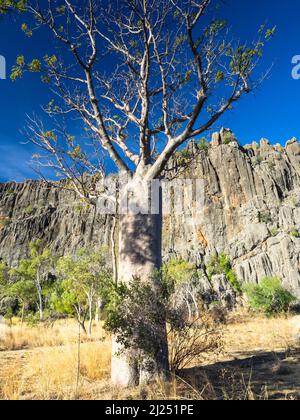 Boab Tree (Adansonia gregorii) près des falaises calcaires de la chaîne Napier, de la gorge de Windjana, du parc national de Bandilngan, des Kimberley occidentales Banque D'Images