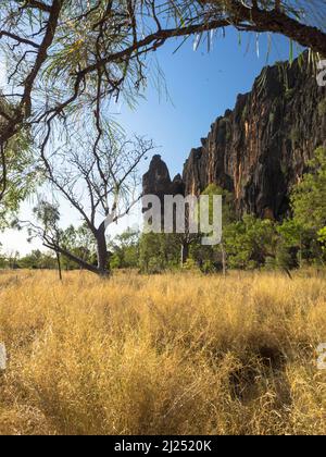 Falaises calcaires de la chaîne Napier, gorge de Windjana, parc national de Bandilngan, West Kimberley Banque D'Images