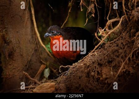 Caille de bois à dos foncé, Odontophorus melanonotus, oiseau rare de la forêt tropicale de montagne en Équateur. Caille de bois, caché dans les racines de l'arbre, habitude de la nature Banque D'Images