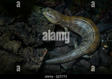 Tanimbar Blue-tong Skink, Tiliqua scincoides chimerea, lizar reptile d'Australie. Skink dans l'habitat naturel, grotte sombre dans la forêt. Grand lézard Banque D'Images