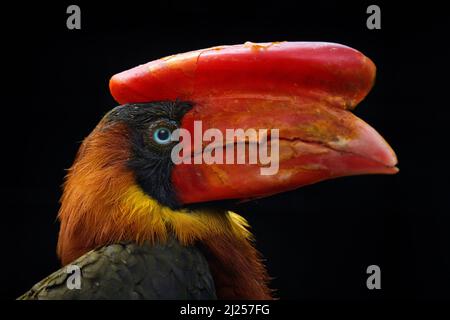 Portrait de détail charme à motif de facture rouge. Charme rufeux du nord, Buceros hydrocorax, oiseau philippin dans l'habitat de la forêt sombre. Tête avec grand bec rouge de Banque D'Images