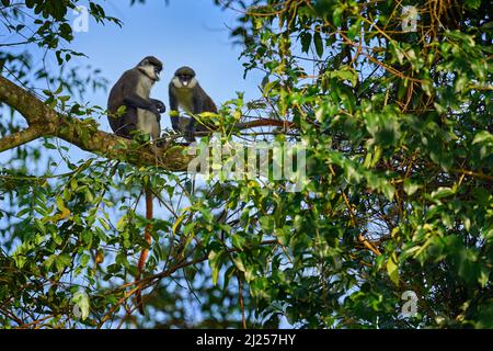 Singe à queue rouge le guenon de Schmidt, Cercopithecus ascanius, assis sur un arbre dans un habitat forestier naturel, PN de la forêt de Kibale, Ouganda en Afrique. Singe mignon Banque D'Images