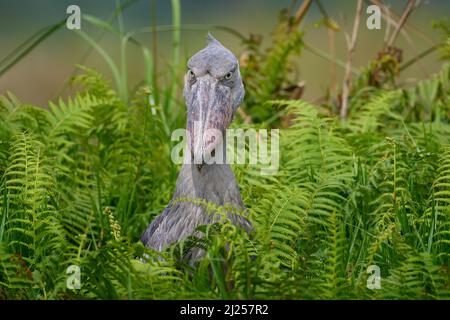 Faune ougandaise. Shoebill, Balaeniceps rex, caché dans la végétation verte. Portrait d'un grand oiseau à bec, marais de Mabamba. Observation des oiseaux en Afrique. Mystique Banque D'Images