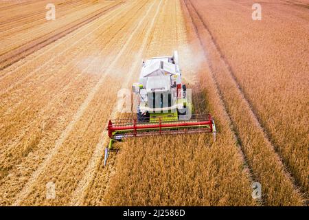 Moissonneuse-batteuse récolte par le dessus - blé mûr dans le champ - agriculture moderne Banque D'Images