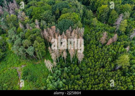 Dépérissement des forêts - les conifères des bois meurent en raison de la sécheresse et du changement climatique Banque D'Images