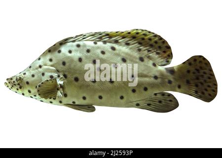 Gros plan sur le mérou à bosse ou le mérou à panthère dans le récif corallien isolé sur fond blanc. Espèces de Cromileptes altivelis vivant dans le Pacifique occidental Banque D'Images