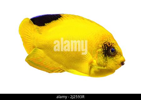 L'Angelfish de Yellow Woodhead isolé sur fond blanc. Centropyge woodheadi espèce d'angéloses appartenant à la famille des Pomacanthidae. Vivre dans Banque D'Images