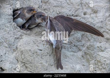 Sable Martin (Riparia riparia). Aliments des parents la nourriture profondément dans la gorge large ouverte du jeune oiseau, le frère va main vide / Riparia riparia Banque D'Images