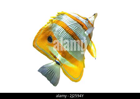 Le butterflyfish Copperband ou le poisson de corail à bec isolé sur blanc. Chelmon rostratus espèce de butterflyfish appartenant à la famille des Chaetodontidae. Vie Banque D'Images