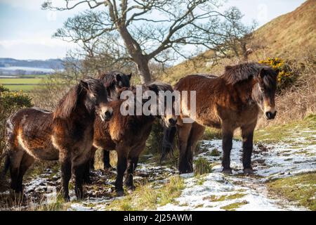 Wild Exmoor poneys lors d'une période de froid en février sur North Berwick Law Scotland Banque D'Images