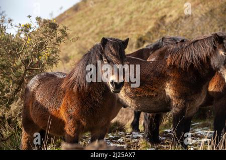 Wild Exmoor poneys lors d'une période de froid en février sur North Berwick Law Scotland Banque D'Images