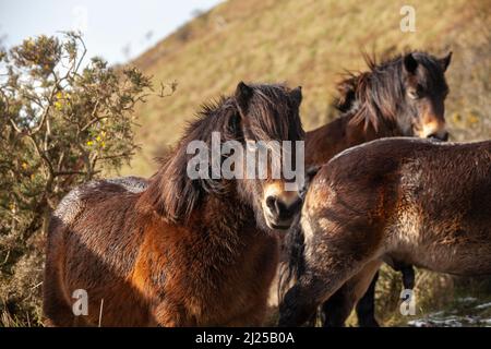 Wild Exmoor poneys lors d'une période de froid en février sur North Berwick Law Scotland Banque D'Images