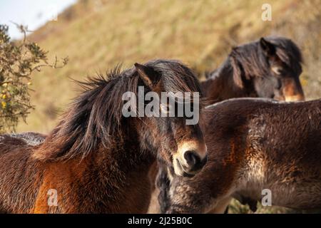 Wild Exmoor poneys lors d'une période de froid en février sur North Berwick Law Scotland Banque D'Images