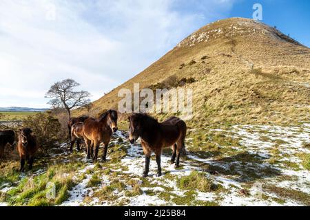 Le troupeau de poneys sauvages Exmoor sur les pentes de North Berwick Law, East Lothian, Écosse. Banque D'Images