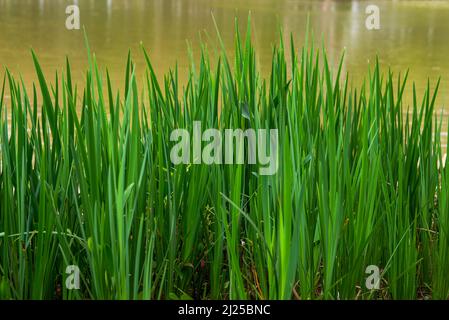Gros plan de la végétation luxuriante de la haute herbe verte qui pousse près de l'eau du lac dans le parc Banque D'Images