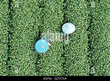HANGZHOU, CHINE - le 30 MARS 2022 - les cueilleurs de thé cueilent des pousses vertes de thé Mingqian du lac West Longjing dans une plantation de thé du lac West Longjing First-le Banque D'Images