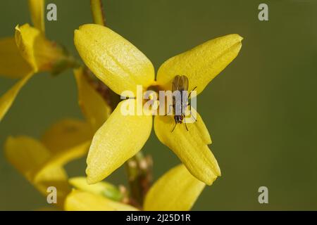 Gros plan sur l'arbre de Pâques jaune ou les fleurs de Forsythia. Famille des olives, Oleaceae. Avec une petite mouche de la mouche de la racine (Anthomyiidae), jardin hollandais pâle. Mars, Banque D'Images