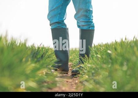 Agriculteur en bottes de caoutchouc debout dans le champ de semis de blé vert et examinant les cultures, concentration sélective Banque D'Images