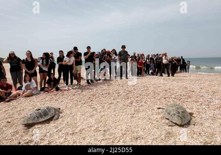 Rishon Letzion. 29th mars 2022. Les gens regardent alors que des tortues de mer à tête plate sont libérées dans la mer Méditerranée à la plage de Palmachim près de la ville israélienne centrale de Rishon Letzion, le 29 mars 2022. Deux tortues à tête plate ont été libérées dans la Méditerranée mardi après avoir reçu un traitement au Centre israélien de sauvetage des tortues marines, selon l'Autorité israélienne de la nature et des parcs nationaux. Credit: Gil Cohen Magen/Xinhua/Alay Live News Banque D'Images