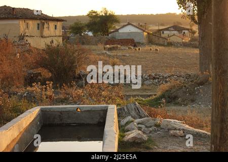 Troupeau de moutons dans l'habitat naturel, bac d'eau en pierre pour les animaux dans un vieux village abandonné avec maisons en pierre. Banque D'Images