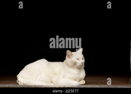 Chat blanc au soleil sur fond noir. Banque D'Images