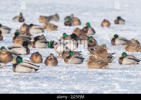 Canard colvert (Anas platyrhynchos). Les mâles et les femelles du plumage reproductrice se reposant sur la glace. Allemagne Banque D'Images