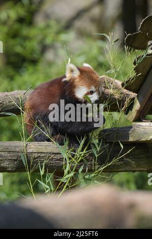 Photographie de panda rouge mangeant du bambou dans un parc Banque D'Images
