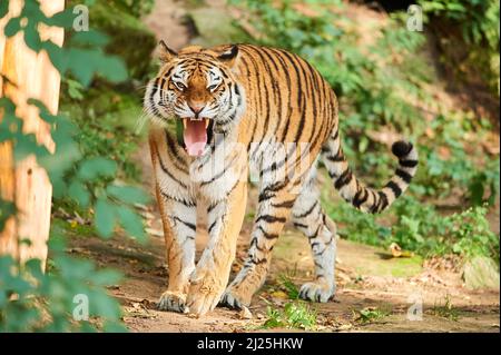 Tigre de Sibérie (Panthera tigris altaica), bâillements adultes. Allemagne Banque D'Images