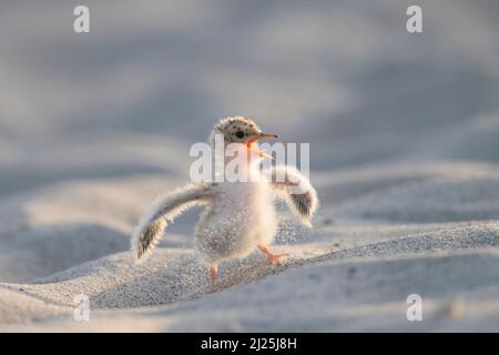 Petite Sterne (albifrons de Sterna). Poussin debout sur une plage, appelant. Allemagne Banque D'Images