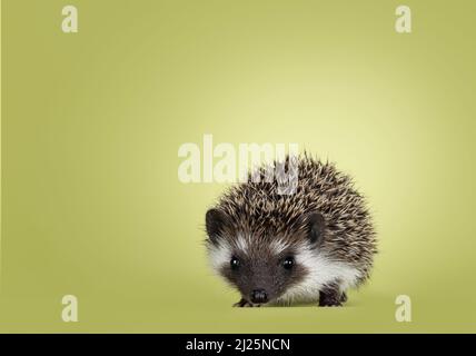 Mignon petit bébé hérisson. Isolé sur un fond vert. Face à l'avant et face à l'appareil photo. Banque D'Images