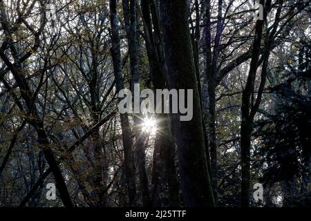 Lumière du soleil venant à travers les arbres dans les bois. Banque D'Images