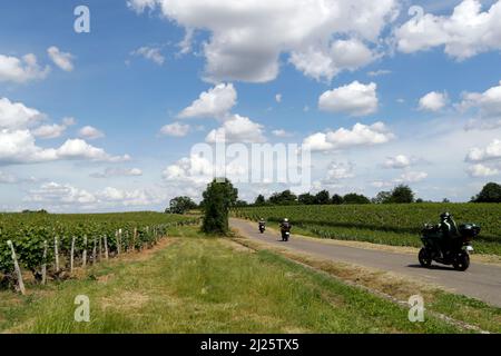 Roche de Solutre et vignobles en Bourgogne. Banque D'Images