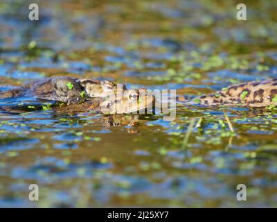 Crapauds (Bufo bufo) dans l'eau pendant la saison de reproduction dans les Highlands écossais, Royaume-Uni Banque D'Images
