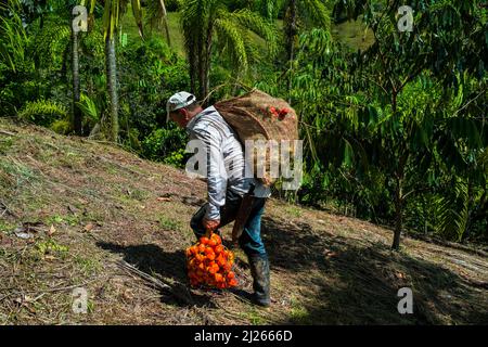 Un fermier colombien transporte des petits pains de fruits de chontaduro (palmier à pêche) fraîchement récoltés dans une ferme près d'El Tambo, Cauca, Colombie. Banque D'Images