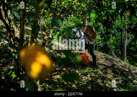 Un fermier colombien transporte des petits pains de fruits de chontaduro (palmier à pêche) fraîchement récoltés dans une ferme près d'El Tambo, Cauca, Colombie. Banque D'Images