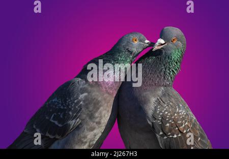 embrasser les colombes sur un fond coloré Banque D'Images