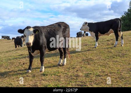 Holstein noir et blanc bétail de la Frise dans une ferme laitière. Photographié en Nouvelle-Zélande Banque D'Images