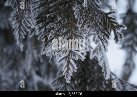 Résumé Contexte L'hiver avec des flocons de neige, et des aiguilles sur les branches de pin libre Banque D'Images